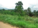 bush ghana